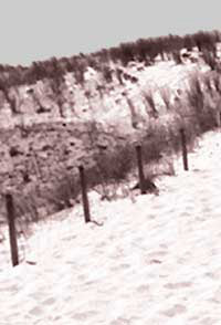 Wir gehen den Holzweg.